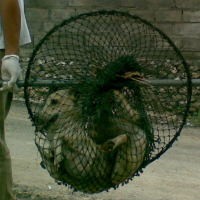 Vaksin Anti Rabies di Bali Dijualbelikan