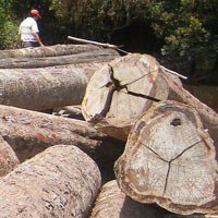 Ratusan Batang Kayu Logging Terdampar di Pantai Balikpapan