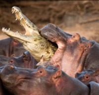 Haap...Buaya Dimakan Kuda Nil! 