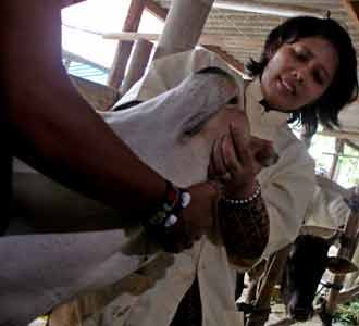 Kesehatan Hewan Kurban Diperiksa