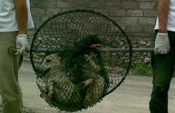 Susahnya Mendapatkan Vaksin Anti-Rabies Gratis di Bali