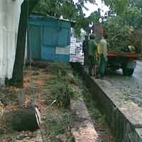 Pohon Trembesi Tumbang Saat Hujan Deras