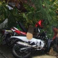Pohon Tumbang Timpa Puluhan Sepeda Motor di Yogyakarta
