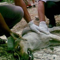 Pemprov Bali Harus Sediakan Vaksin Rabies Dalam Jumlah Besar