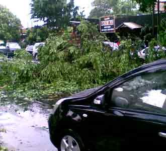 Hujan Lebat, Pohon Tumbang