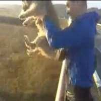 Video Lempar Anjing, Jebloskan Pria ke Penjara