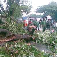 Pohon Tumbang di Kemlaten, Timpa Pengendara Motor