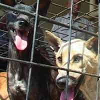 50 Anjing Diduga Rabies Selundupan Dimusnahkan