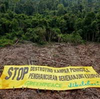 Greenpeace Desak Menhut Teken SK Pencabutan Izin HTI PT RAPP 