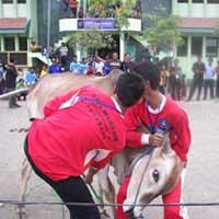 BMH Gelar Penyembelihan Hewan Kurban yang Benar