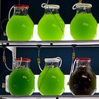 Ganggang Bisa Jadi Bahan Bakar Alternatif