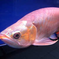 Ikan Hias Seharga Mobil Mewah Dipamerkan di Jakarta