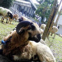 Tips Memilih Hewan Kurban yang Sehat