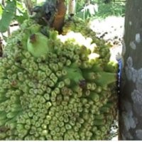 Pohon Nangka Berbuah Pisang