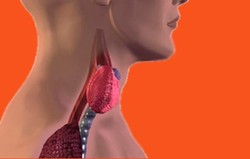 Kanker Kalenjar Paratiroid