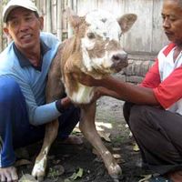 Sapi Mirip Kanguru