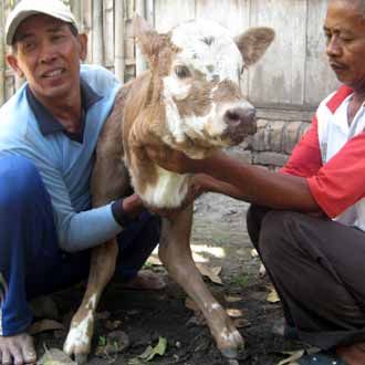 Sapi Mirip Kanguru