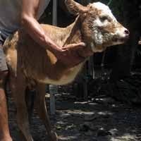 Sapi Mirip Kanguru Lahir di Banyuwangi