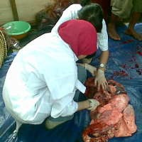 Sapi Petinggi Mabes Polri Kandung Cacing Hati