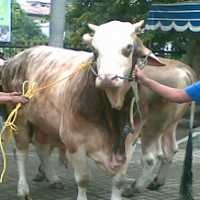 BHD Serahkan 4 Ekor Sapi, Susno Sumbang 1 Ekor