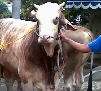 BHD Sumbang 4 Ekor Sapi