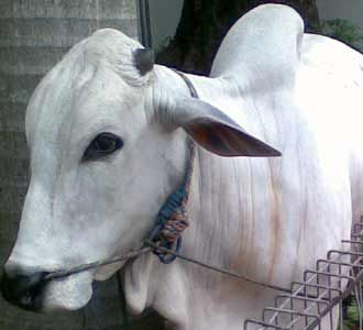 Istiqlal Akan Sembelih 20 Sapi