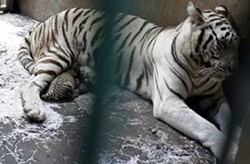 Diduga Terjadi di Singapura Setahun yang Lalu