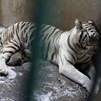 Video Harimau Putih Makan Manusia Gegerkan Warga Bogor