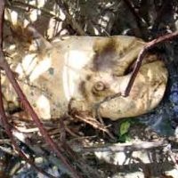 4 Ekor Paus Penuh Luka Terdampar di Pantai Tabanan Bali