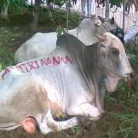 Daging Kurban, Diantre atau Diantar?