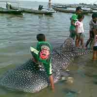 Hiu Tutul Terperangkap Jaring Nelayan Kenjeran