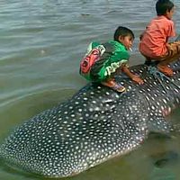 Hiu 5 Meter Ditangkap Nelayan
