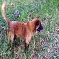 Anjing Juga Terserang Flu Babi 