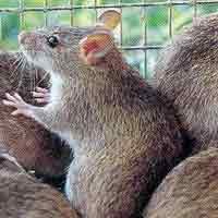 Waspadai Penyakit Mematikan di Musim Hujan