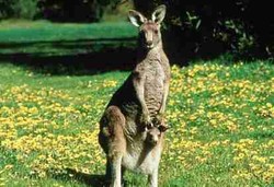 Enzim Kanguru Pencegah Kanker Kulit