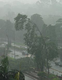 Hujan Angin Tumbangkan Pohon di Kuningan, Lalu Lintas Macet