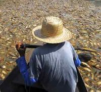 Sungai Kering Ribuan Ikan Mati