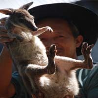 Penjualan Kanguru Langka Asal Papua Berhasil Digagalkan