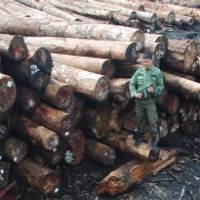  Ribuan Batang Kayu Ilegal Kembali Ditemukan di Riau