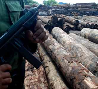 Ribuan Kayu Ilegal Diamankan