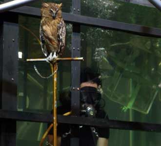 Limbad 25 Jam di Aquarium