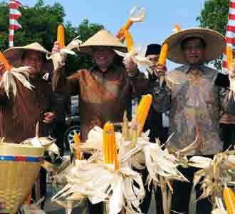 Menko Kesra Panen Jagung