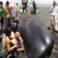 Paus Terdampar di Pantai Bambang Lumajang 
