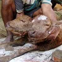 Sapi Berkepala Dua Gegerkan Banyuwangi