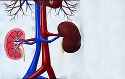 Hipertensi Renovascular