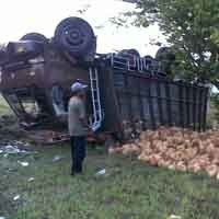 Truk Muatan Kelapa Terbalik di Tol Bunder
