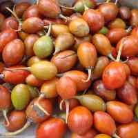 Sawo Kecik, si Penghuni Kraton