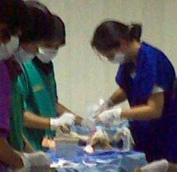 Ratusan Kucing Liar di Jaksel Dikebiri