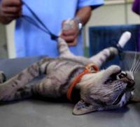 Ratusan Kucing Liar Dikebiri