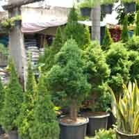 Jelang Natal, Permintaan Pohon Cemara Meningkat 